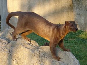 The Fossa, Madagascar's largest carnivore, is found in Andasibe but rarely seen. Photo in captivity by Ran Kirlian