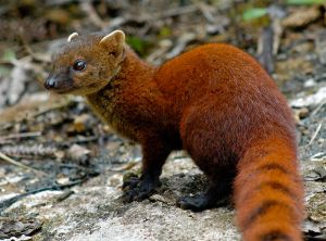 The Ring-tailed Mongoose is active during the day and occasionally encountered. Photo by Jeff Gibbs.