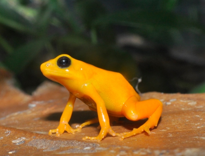 The golden mantella (Mantella aurantiaca) population at the breeding facility helps ensure the species survives in the wild.